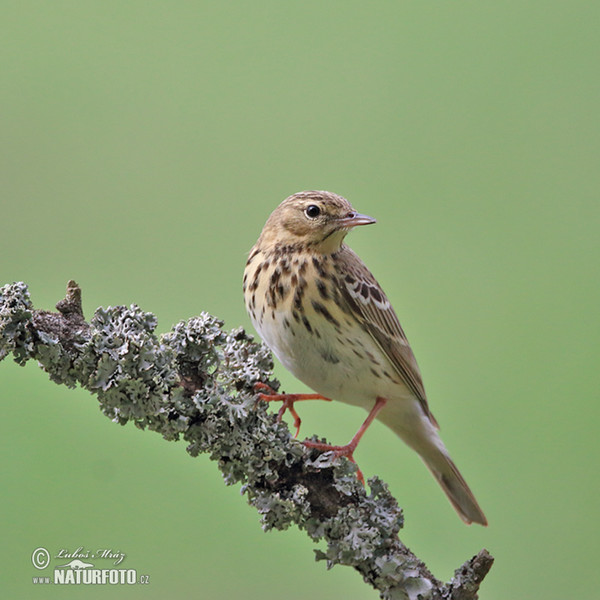 Baumpieper (Anthus trivialis)