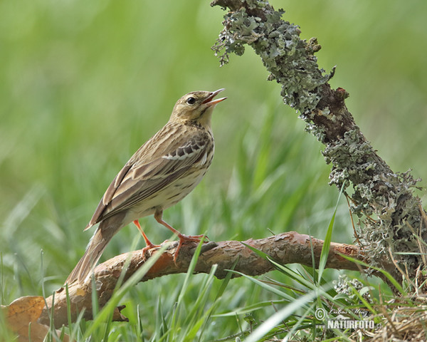 Baumpieper (Anthus trivialis)