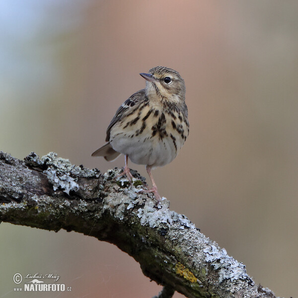 Baumpieper (Anthus trivialis)