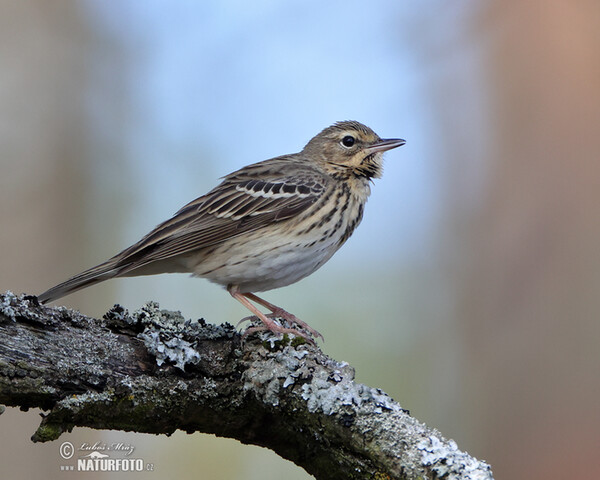 Baumpieper (Anthus trivialis)