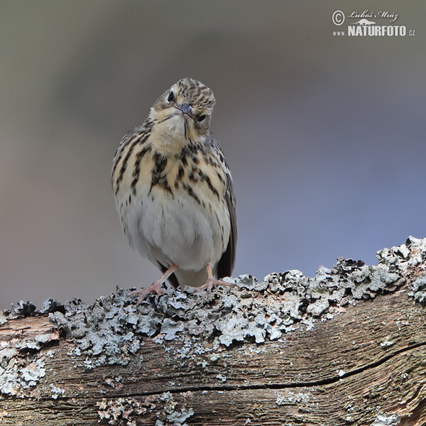 Baumpieper (Anthus trivialis)