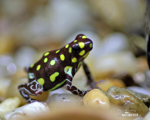 Baumsteigerfrösche (Ranitomeya vanzolinii)