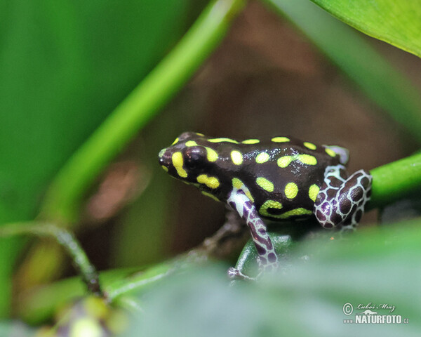 Baumsteigerfrösche (Ranitomeya vanzolinii)