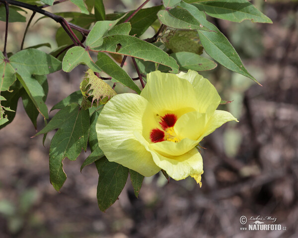 Baumwollpflanzen (Gossypium darwinii)