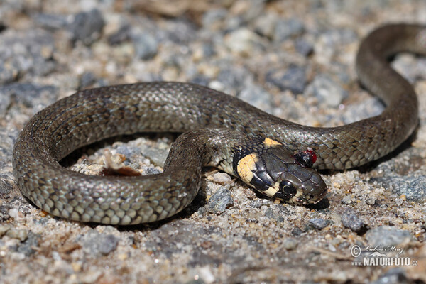 Behinderte Tiere (Handicaps)