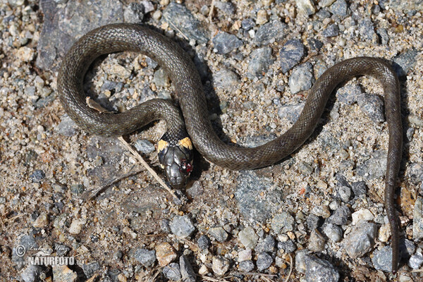 Behinderte Tiere (Handicaps)