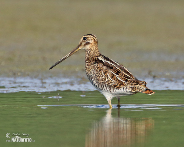 Bekassine (Gallinago gallinago)