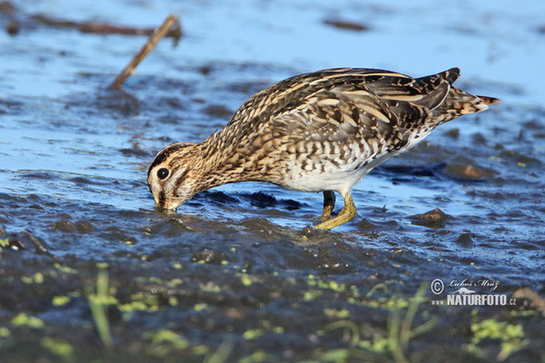 Bekassine (Gallinago gallinago)