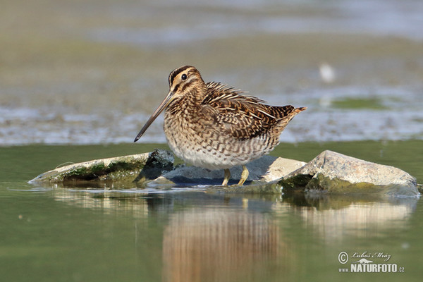 Bekassine (Gallinago gallinago)