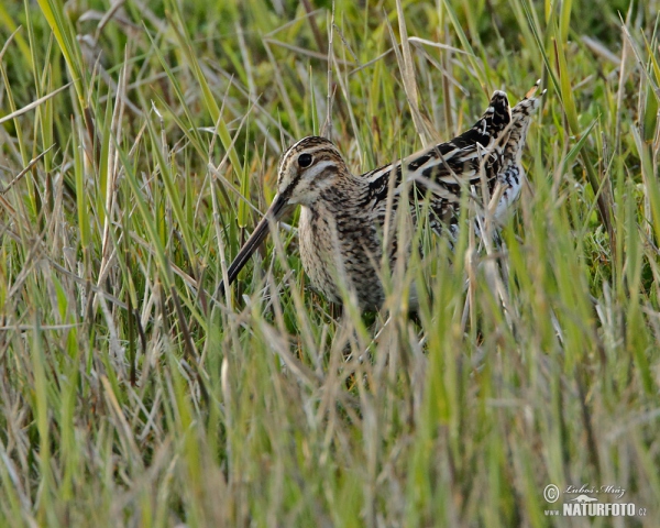 Bekassine (Gallinago gallinago)