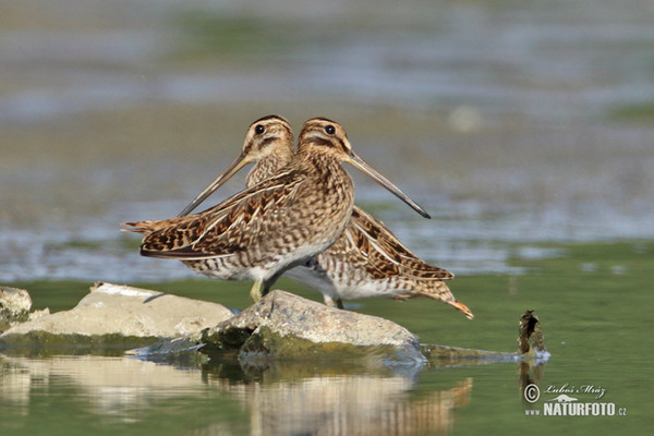 Bekassine (Gallinago gallinago)