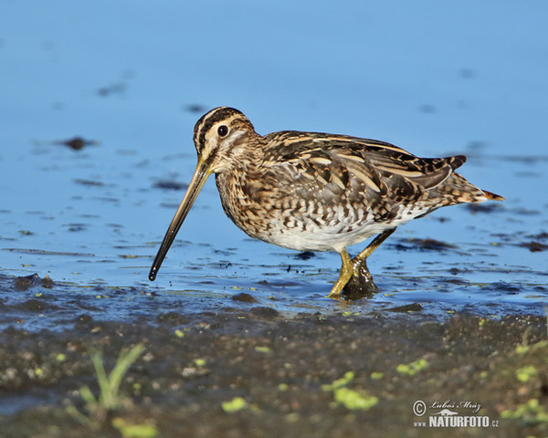 Bekassine (Gallinago gallinago)