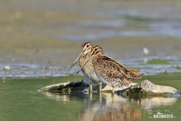 Bekassine (Gallinago gallinago)