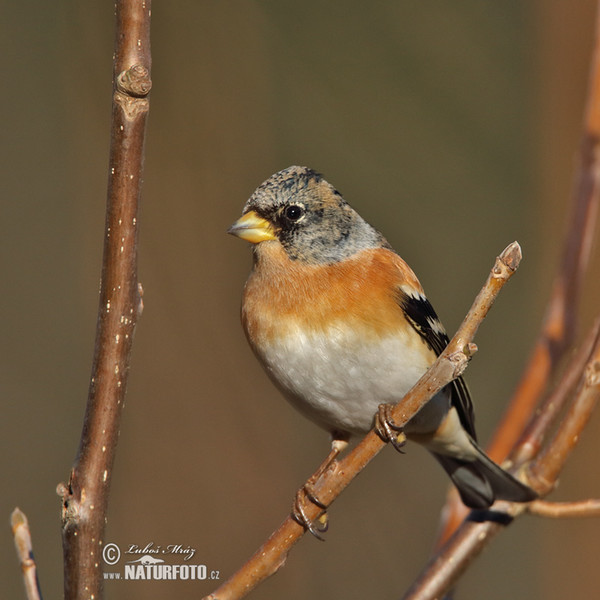 Bergfink (Fringilla montifringilla)