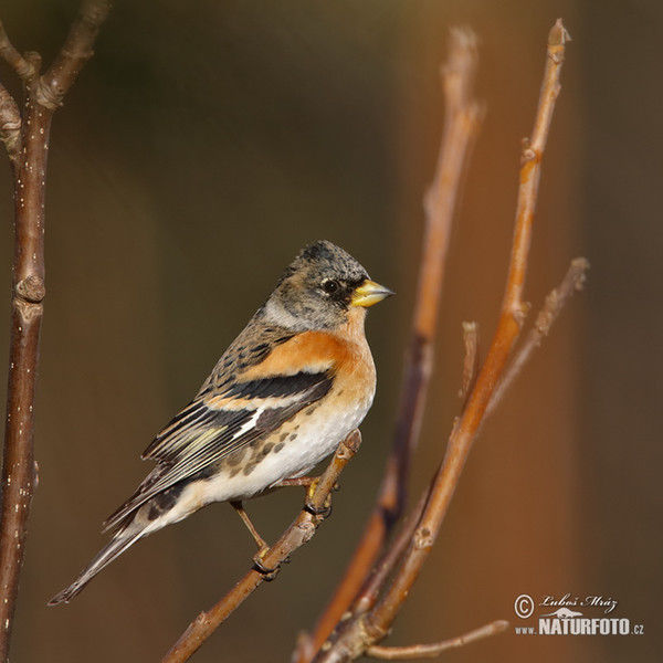 Bergfink (Fringilla montifringilla)