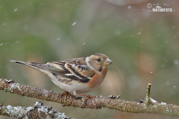 Bergfink (Fringilla montifringilla)