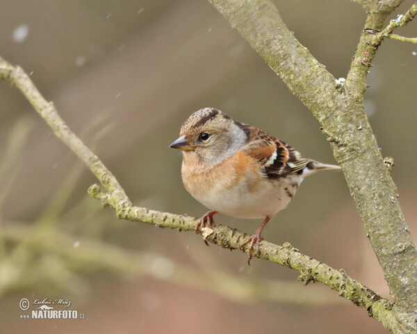 Bergfink (Fringilla montifringilla)