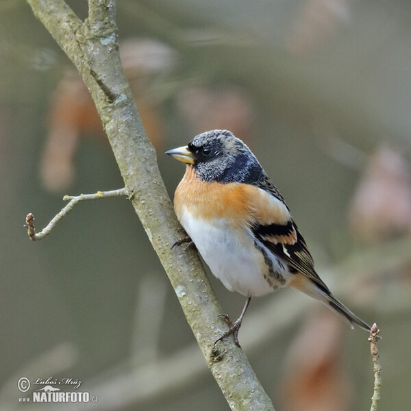 Bergfink (Fringilla montifringilla)