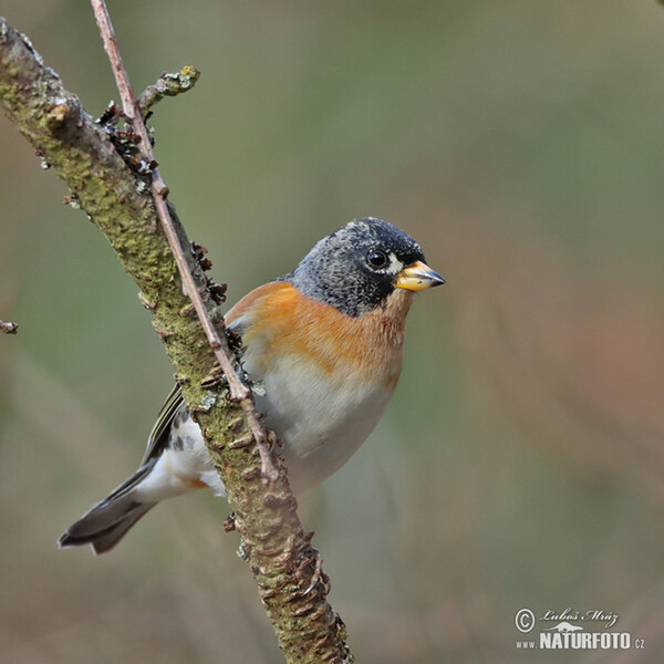 Bergfink (Fringilla montifringilla)