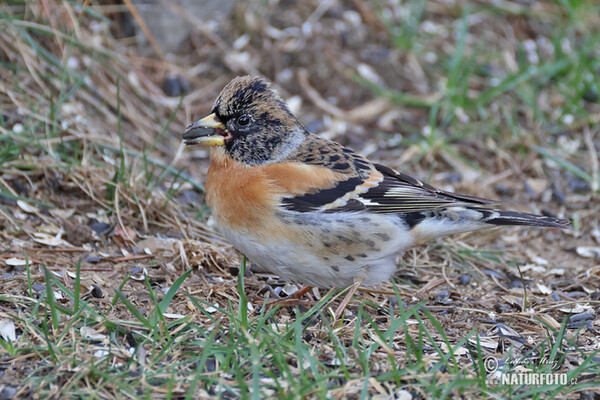 Bergfink (Fringilla montifringilla)