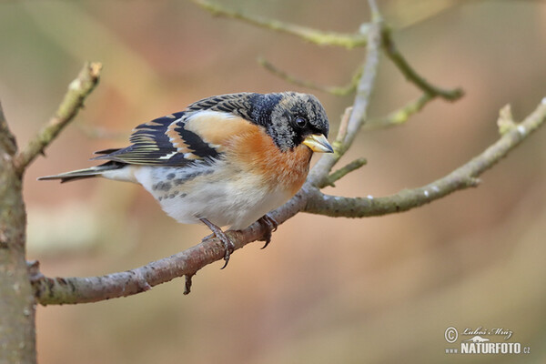 Bergfink (Fringilla montifringilla)