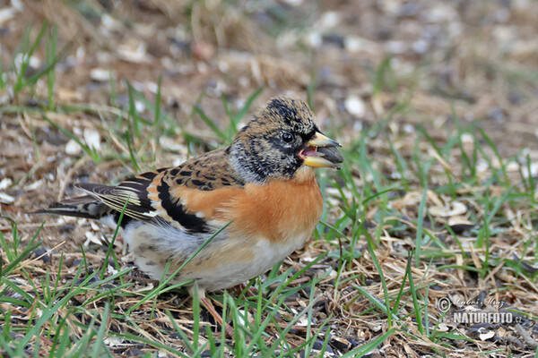Bergfink (Fringilla montifringilla)