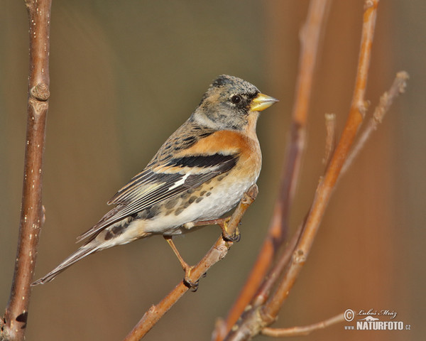 Bergfink (Fringilla montifringilla)