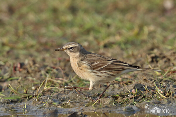 Bergpieper (Anthus spinoletta)