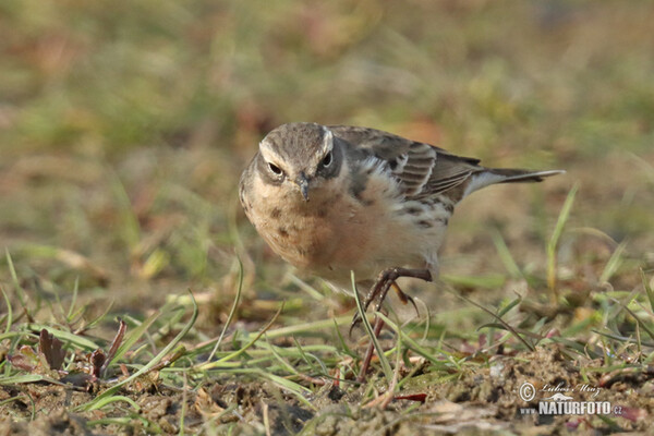 Bergpieper (Anthus spinoletta)