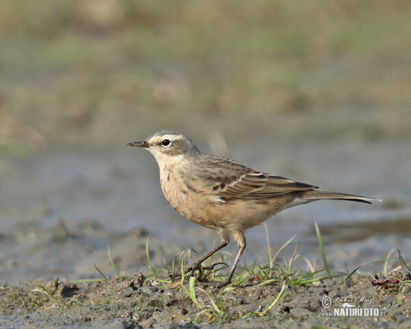 Bergpieper (Anthus spinoletta)