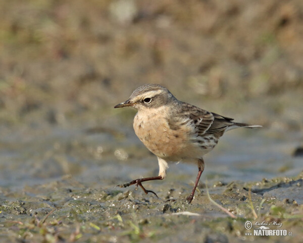 Bergpieper (Anthus spinoletta)