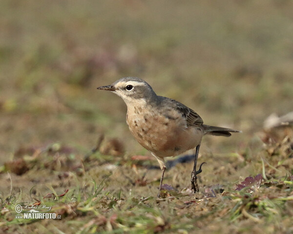 Bergpieper (Anthus spinoletta)