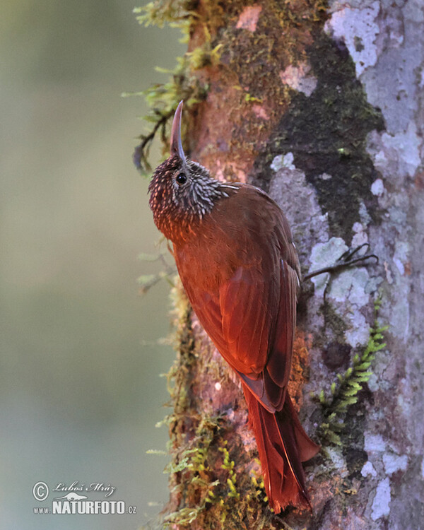 Bergwald-Baumsteiger (Lepidocolaptes lacrymiger)