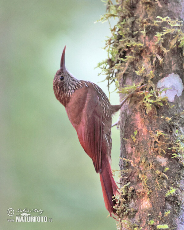 Bergwald-Baumsteiger (Lepidocolaptes lacrymiger)