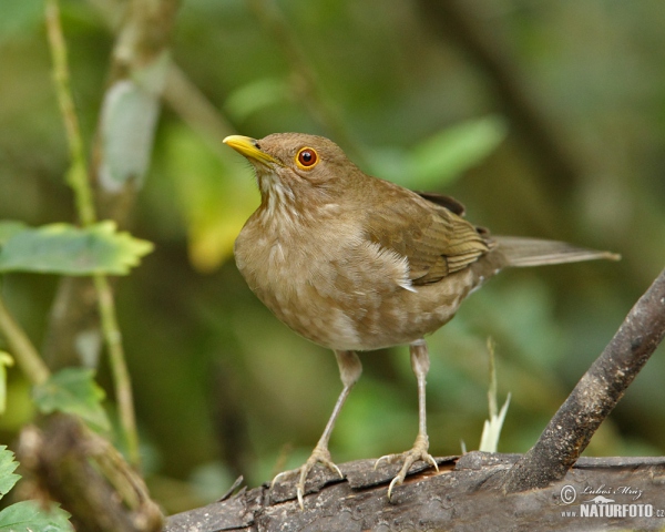 Berlepschdrossel (Turdus maculirostris)