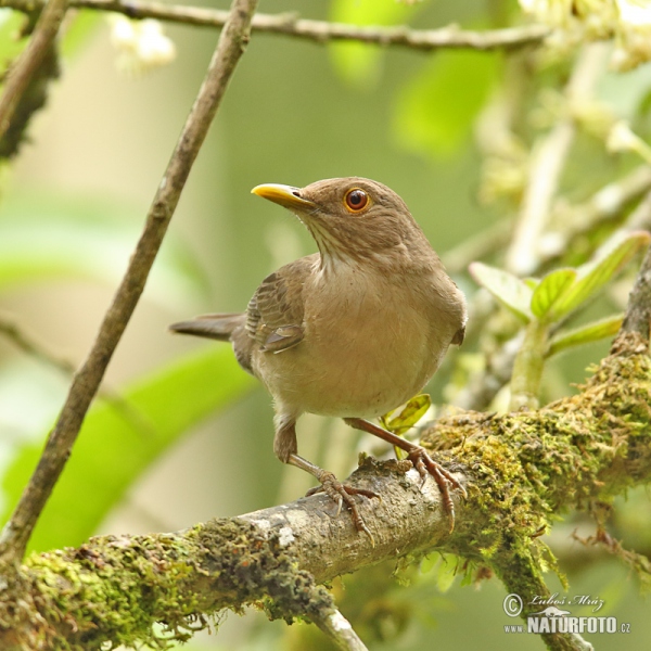 Berlepschdrossel (Turdus maculirostris)