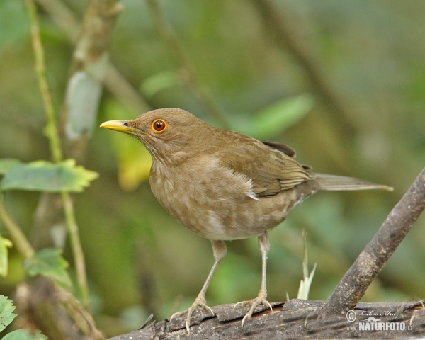 Berlepschdrossel (Turdus maculirostris)