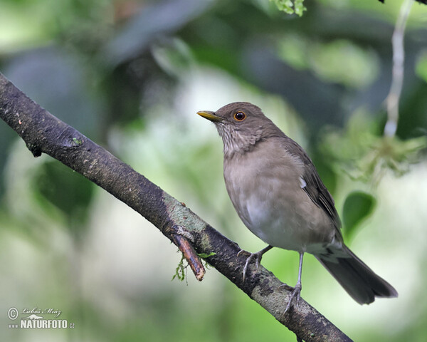 Berlepschdrossel (Turdus maculirostris)