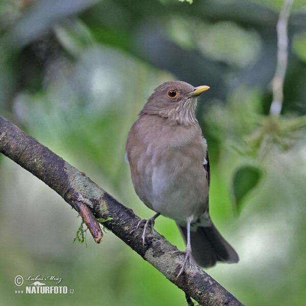 Berlepschdrossel (Turdus maculirostris)