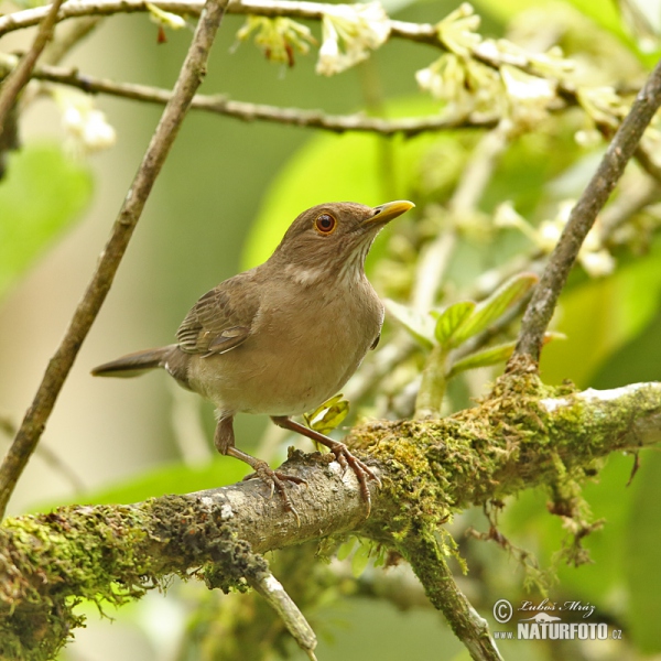 Berlepschdrossel (Turdus maculirostris)