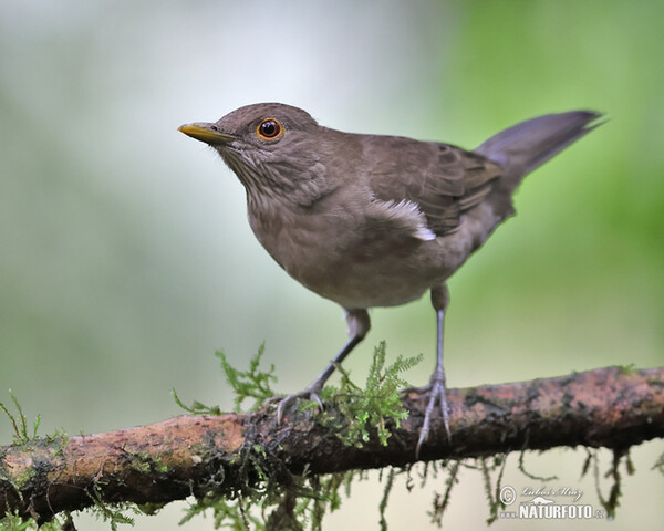 Berlepschdrossel (Turdus maculirostris)