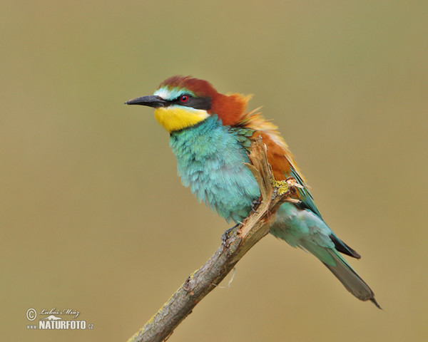 Bienenfresser (Merops apiaster)