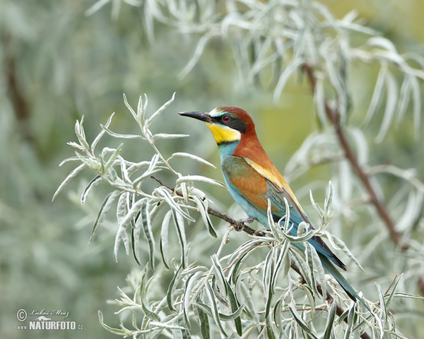 Bienenfresser (Merops apiaster)