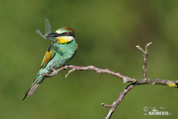 Bienenfresser (Merops apiaster)