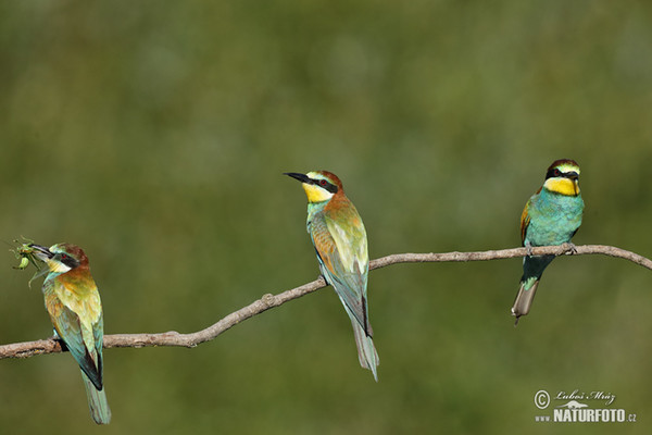 Bienenfresser (Merops apiaster)