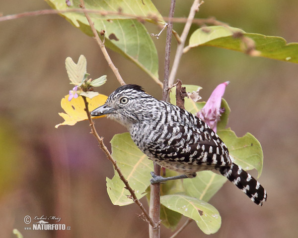 Bindenameisenwürger (Thamnophilus doliatus)