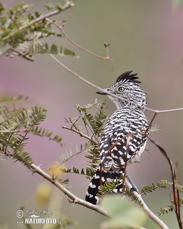 Bindenameisenwürger (Thamnophilus doliatus)