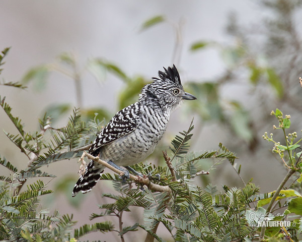 Bindenameisenwürger (Thamnophilus doliatus)