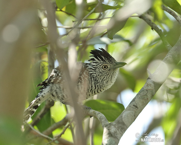 Bindenameisenwürger (Thamnophilus doliatus)