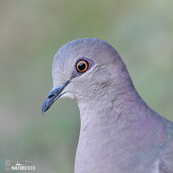 Bischofstaube (Geotrygon violacea)